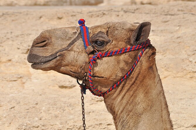 Private Tour in Egypt Giza Pyramids Sphinx and Camel - Additional Information