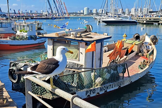 Private Tour in Punta Del Este - Accessibility Features