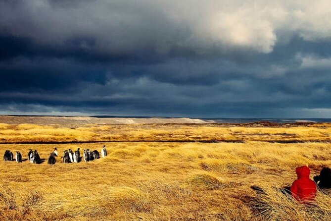 Private Tour King Penguin Park From Punta Arenas - Discover King Penguin Park