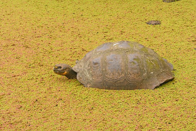 Private Tour Matura Turtle Watching in Trinidad and Tobago - Engaging With Knowledgeable Tour Guides