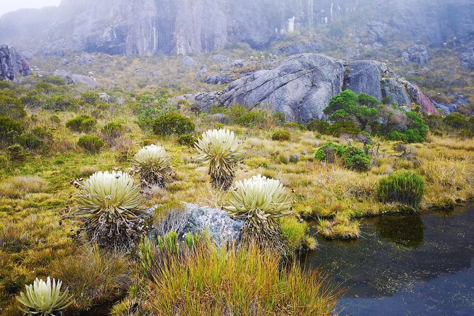 Private Tour - Páramo De Santurban (Nature) - Hiking Through the Lush Landscape