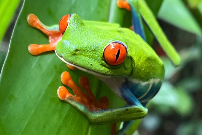 Private Tour to Llanos De Cortés Falls and Rainforest - Private Transportation