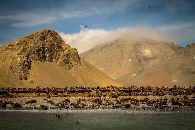 Private Tour to Paracas National Reserve - Traveler Information