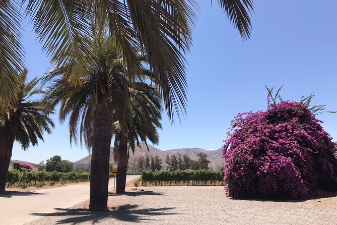 Private Tour to Viña Santa Rita - Insights Into Wine Production