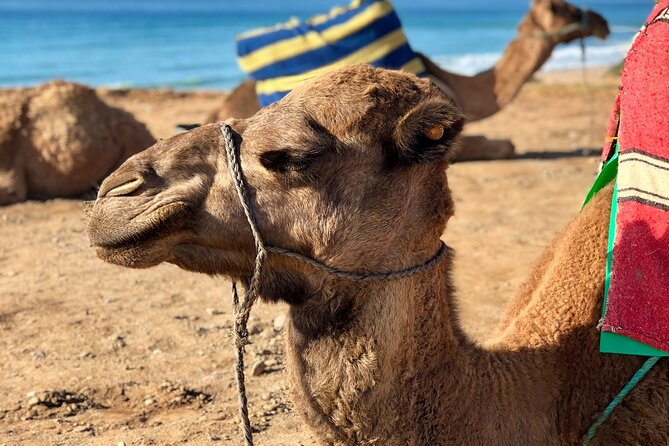 Private Transfer Essaouira-Agadir - Meeting and Pickup Options