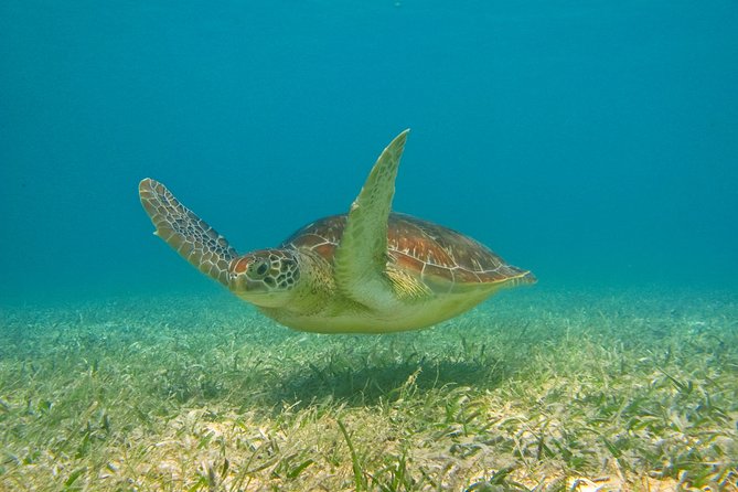 Private Tulum Mayan Ruins & Snorkel With Turtles in Akumal Adventure - Inclusions