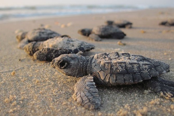 Private Turtle Watching Experience - Inclusions and Amenities