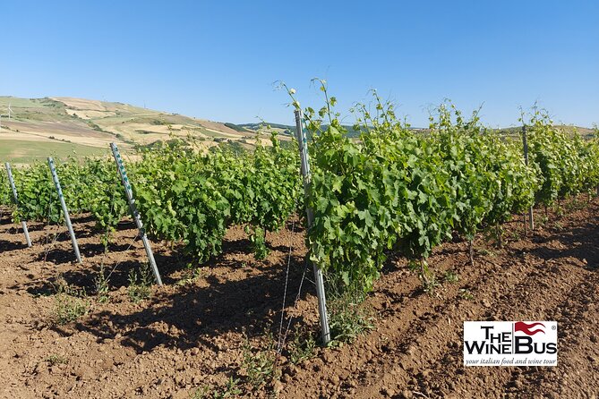 Private Vulture Wine Tour From MATERA With Sommelier - Not Included in the Tour