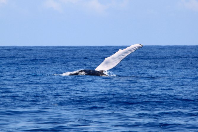 Private Whale Watching Charter (Grand Turk) - Meeting and Pickup Details