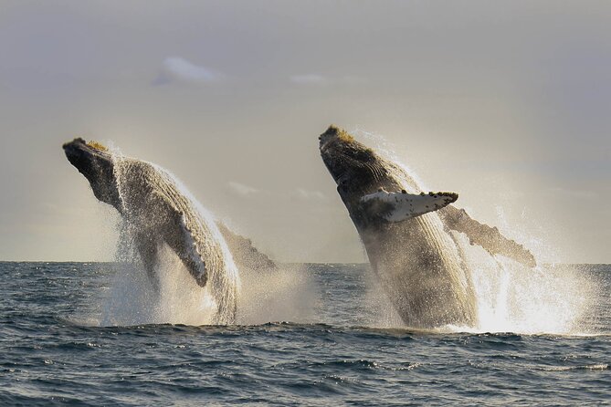 Private Whale Watching in San José Del Cabo - Meeting Point and Accessibility