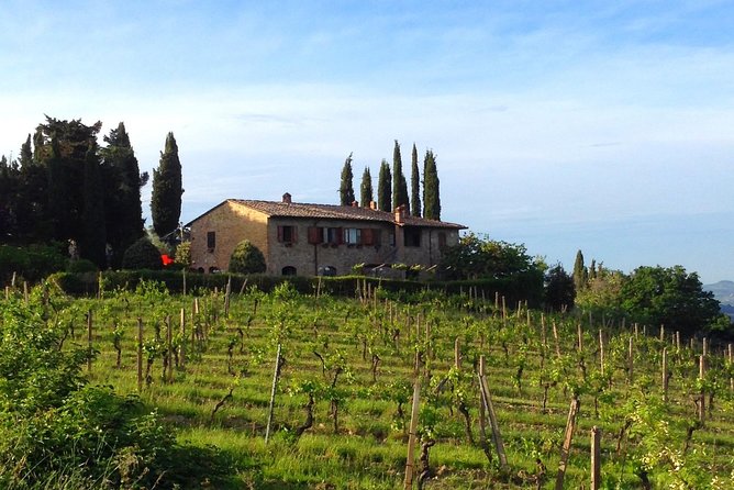 Private Wine & Evo Oil Tasting With Saffron Meal - Vineyard and Olive Grove Stroll