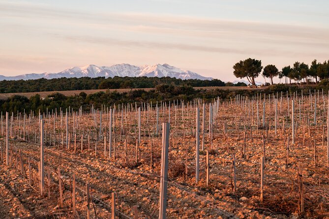 Private Wine Tasting and Walks in the Vineyards of Rivesaltes - The Sum Up