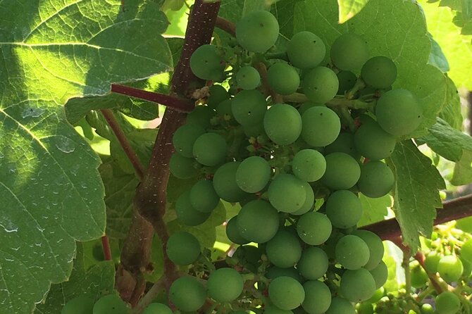Private Wine Tasting in Beautiful Cowichan Valley - Age and Accessibility