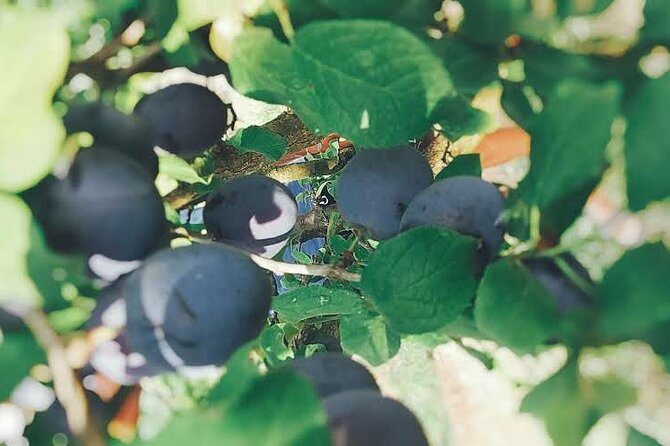 Private Wine Tasting Tour Review - Culinary Traditions