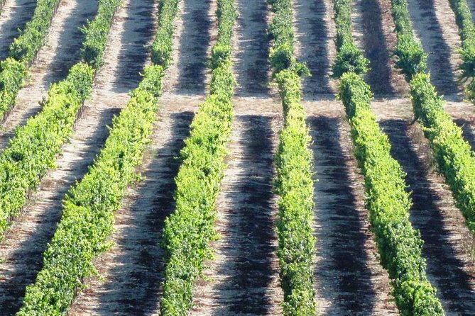 Private Wine Tour of Northern Israel - Transportation and Logistics