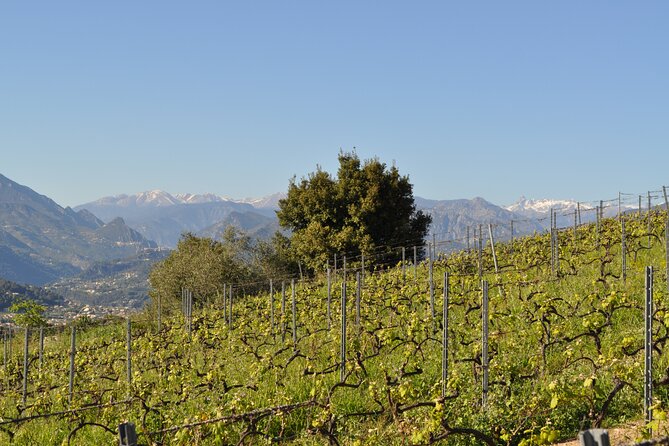 Private Wine Tour of the Vineyards on the French Riviera - Pre-Tour Pickup Instructions