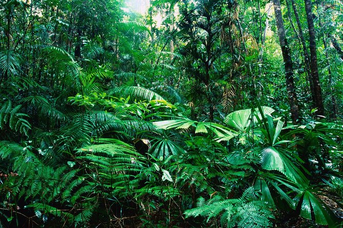 Rain Forest Aerial Tram. Private Tour From San Jose - Cancellation and Booking Policy