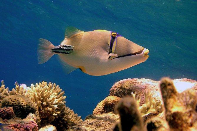 Ras Mohamed by Bus From Sharm Elsheikh - Operated by EgyptLand Excursions