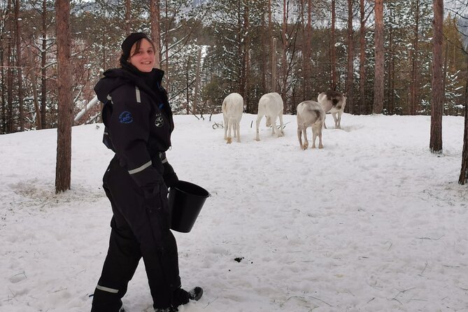 REINDEER FEEDING - Join Us for a Unique Moment With Our REINDEER - Memorable Reindeer Interaction