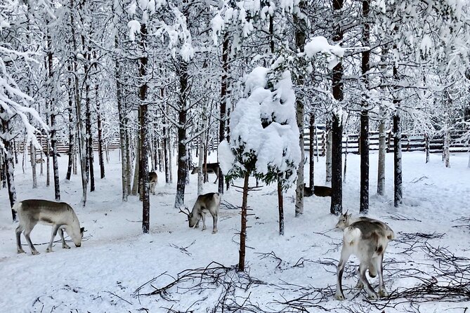 Reindeer Sleigh Ride Forest Safari - Reindeer Sled Ride