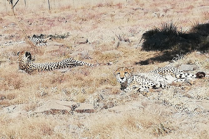 Rhino and Lion Park Half Day Safari From Johannesburg - Wildlife Sightings Highlights