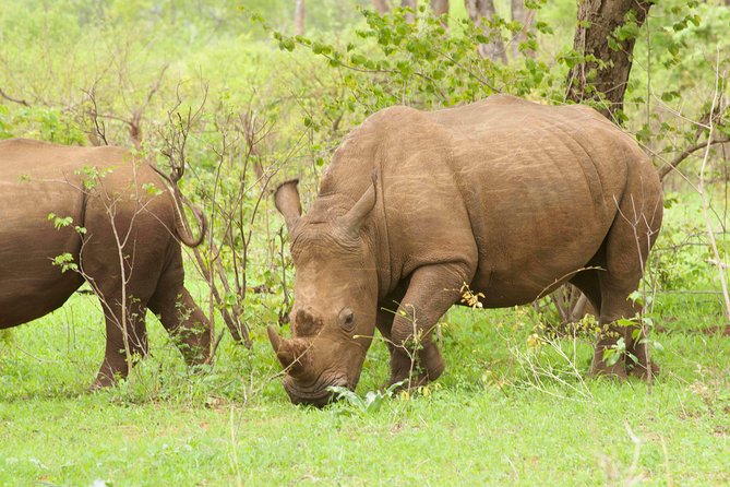 Rhino Game Drive - Safari Adventure