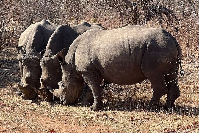 Rhino Walking Safari - Guided Walking Experience