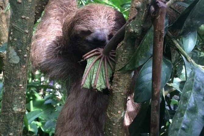 Rio Celeste Tour: Hiking, Sloth Sanctuary & Llanos De Cortes Waterfall (Private) - Waterfall Hike at Llanos De Cortes