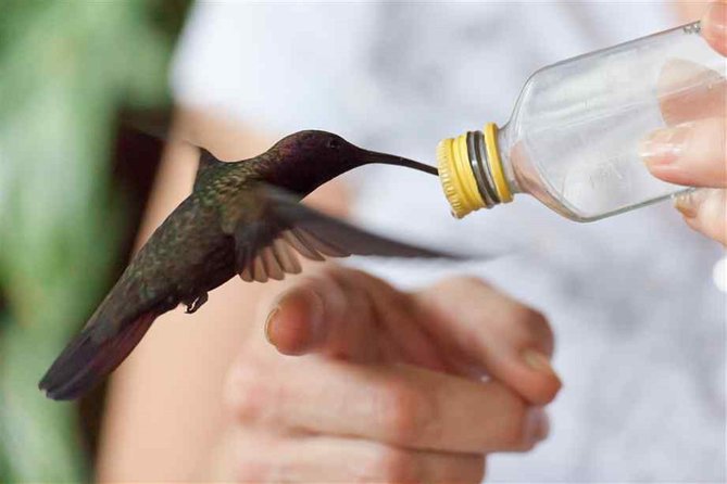 Rocklands Bird Sanctuary and Montego Bay Highlights Tour From Falmouth - Bird Sanctuary Highlights