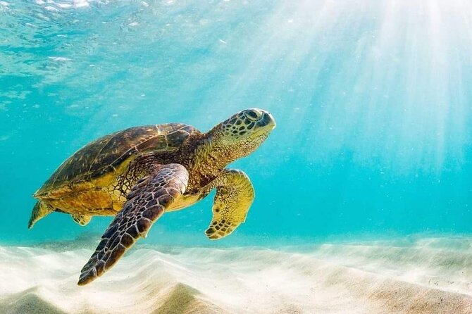 Rose Island 3 Island Luxury Private Tour(8hrs) - Participation Guidelines