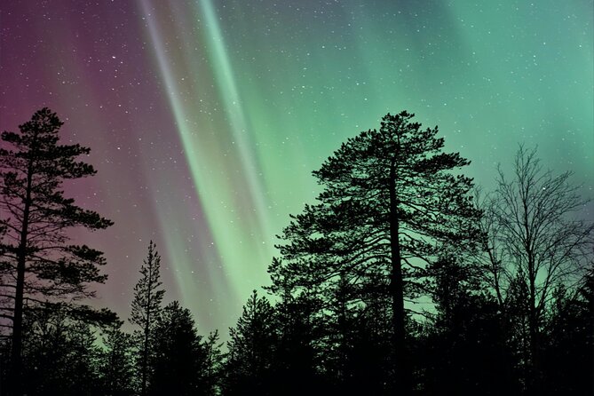 Rovaniemi: Reindeer Evening Safari Tour & 2.5 Km Sled Ride - Whats Included in the Tour