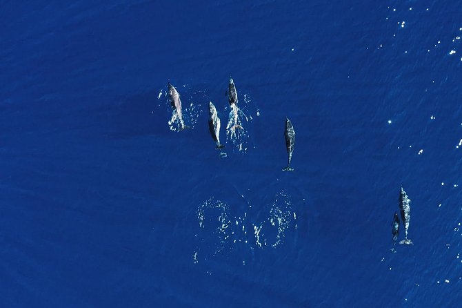 Royal Delfin 3H Dolphin & Whale Watching! Swimming & Lunch! - Meeting Point and Departure Details