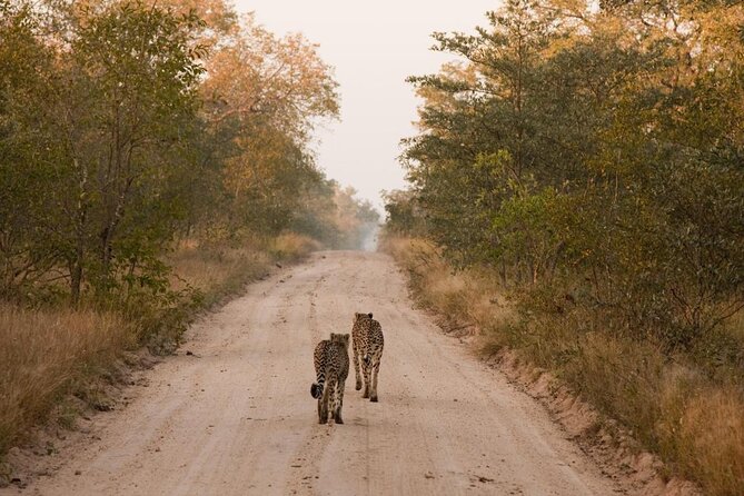 Sabie Game Reserve Sunset Safari Tour With Sundowners - Sighting the Big Five