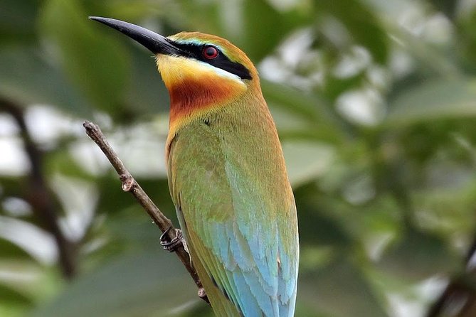 Safari at Udawalawe National Park - Meeting and Pickup Information