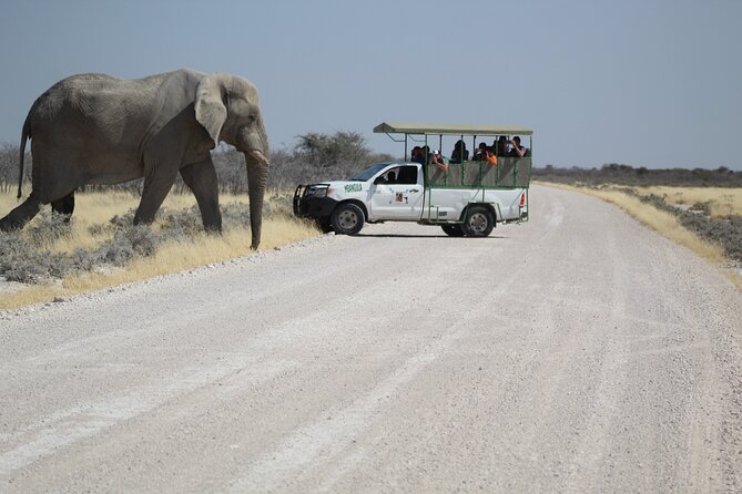Safari in Etosha National Park With Professional Tour Guides Born in Etosha. - Wildlife Spotting Highlights