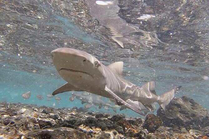 Sal Island: Secrets of Native Guide All-Inclusive Tour With Lunch - Pickup Details and Locations