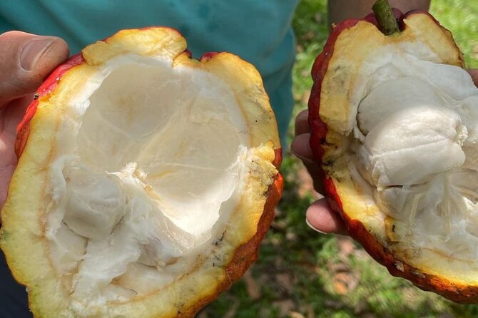 Salento, Cocora and Cacao (Chocolate) Tour From Pereira/Armenia - Discovering Cocora Valley