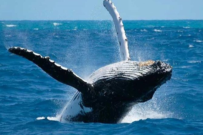 Samana Tours (With Whales) Full Day Excursion! All Inclusive Tour! - Pickup and Transportation