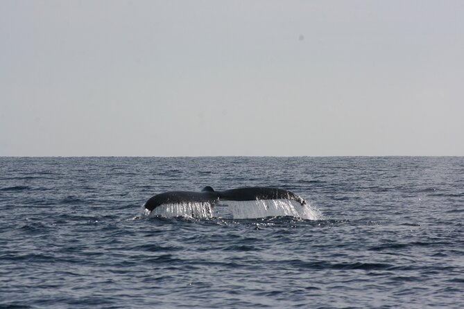 San Jose Del Cabo Small-Group Sunrise Whale Watching - Booking and Cancellation Policy