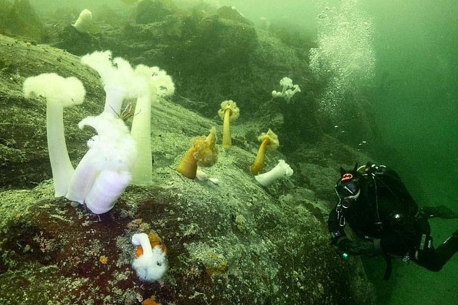 Scuba Dive Boat Charter in Vancouver (Certified Divers Only!) - Essential Dive Equipment