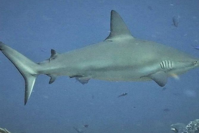 Scuba Diving Adventure WITHOUT Certification! Try It Today! - Pricing and Cancellation Policy