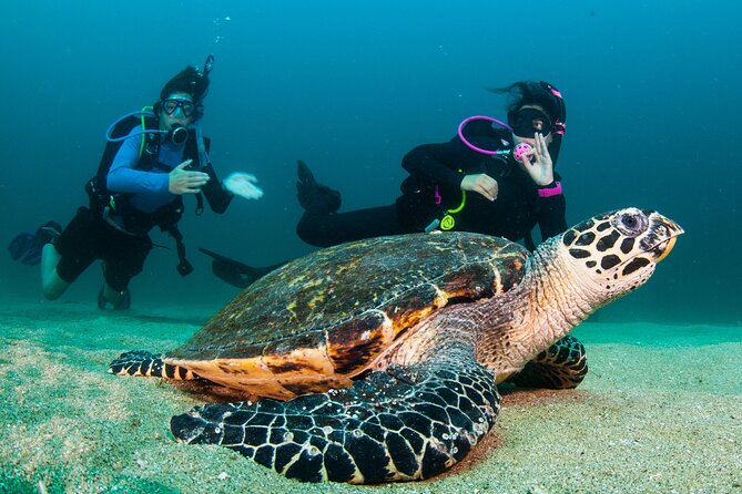 Scuba Diving Arcos or Marietas Vallarta Undersea - Health and Safety Guidelines