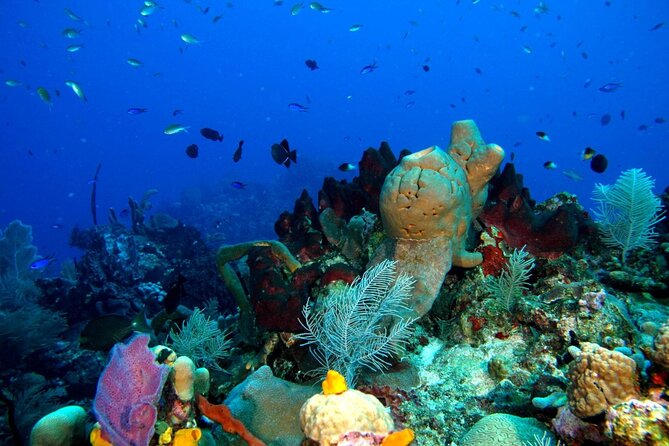 Scuba Diving Boat Trip in Island Catalina With Pickup - Participation Requirements