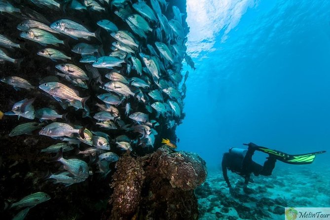 Scuba Diving for Beginners With Lunch in Fethiye - Reviews and Feedback
