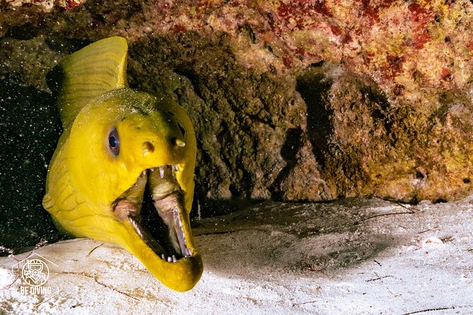 Scuba Diving in Cozumel Island - Inclusions and Requirements
