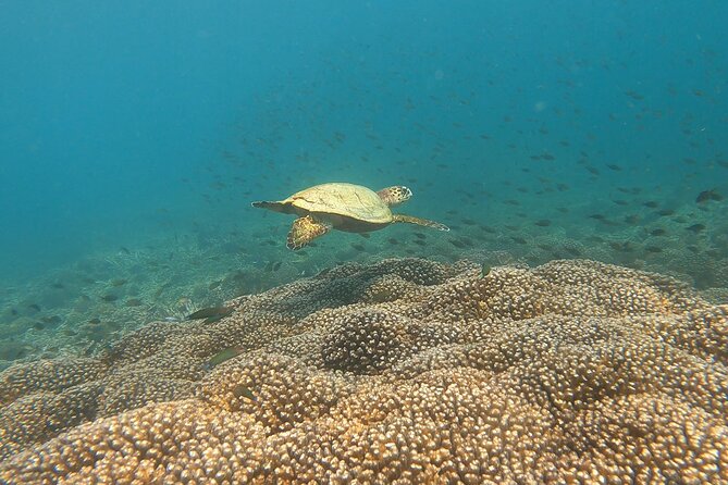 Scuba Diving in Muscat - Diving Schedule and Participation