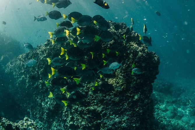 Scuba Diving Los Arcos - Pricing and Cancellation