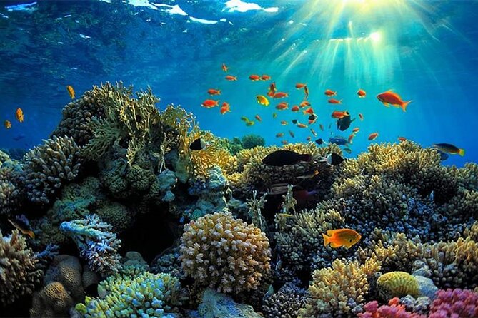 Scuba Doo Underwater in Punta Cana - Scubadoo Experience