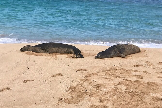 Sea / Eat & See The North Shore - Discovering the Charming Town of Kailua