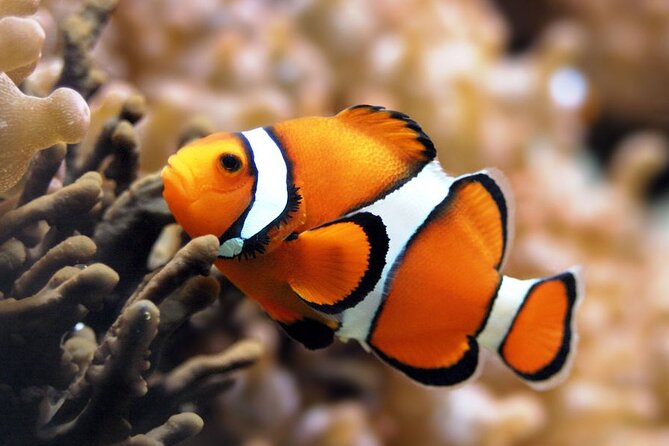 Sea Scope Semi Submarine Sea Trip & Diver Show With Transfer - Marsa Alam - Booking Information